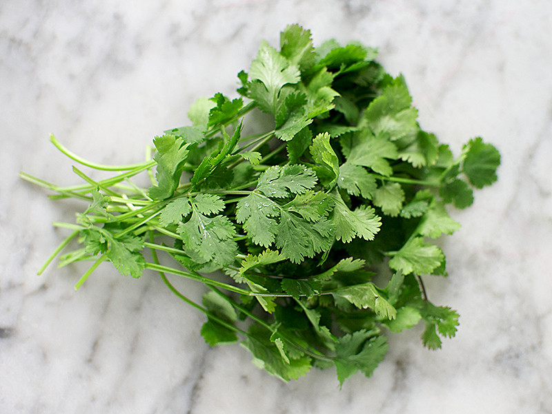 Fresh Bunch of Coriander