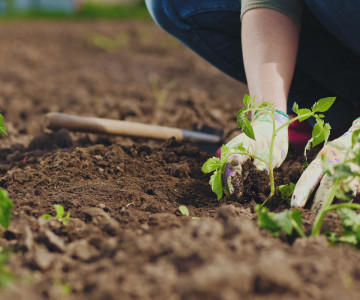 From frost to flourish: your early spring gardening guide