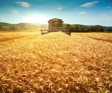 Looking ahead to the Harvest Festival