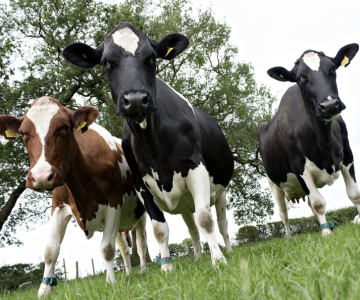 What makes organic milk different?