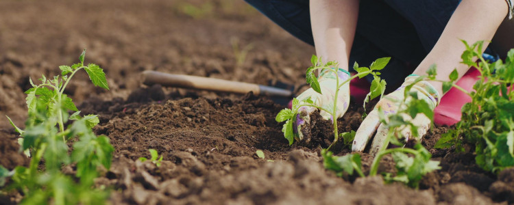 From frost to flourish: your early spring gardening guide