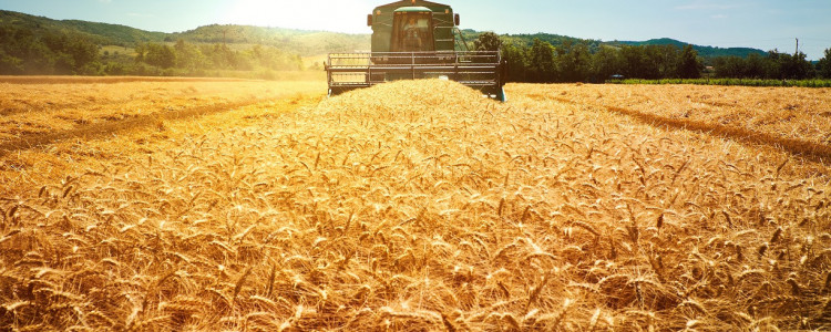 Looking ahead to the Harvest Festival