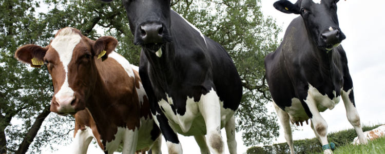 What makes organic milk different?